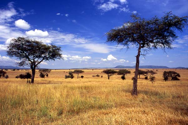 Parque Serengeti Tanzania