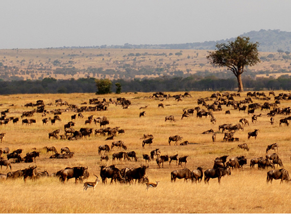 Planicies Serengeti Tanzania