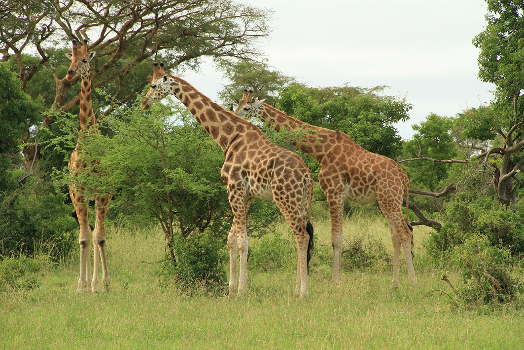 Parques Nacionales de Uganda