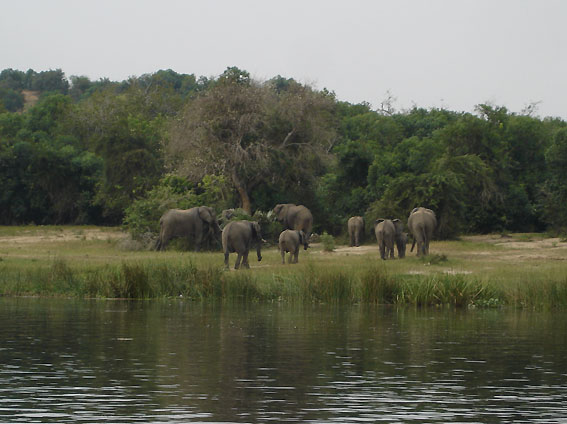 Elefantes en el Parque Nacional Murchison Falls, Uganda
