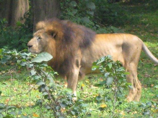 León Uganda León Uganda