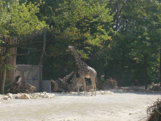girafas Munich